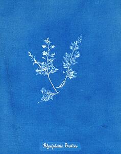 X Art Print - Polysiphonia Brodiaei [Part X]