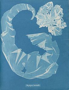 Laciniata Art Print - Porphyra Laciniata