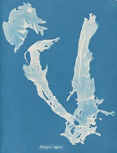 Porphyra Art Print - Porphyra Vulgaris