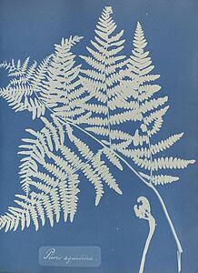 Algae Art Print - Pteris Aquilina