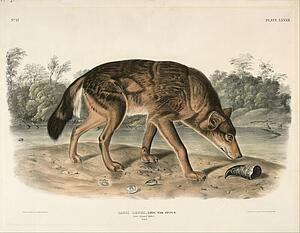  Art Print - Red Texas Wolf (Canis Lupus)