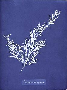 Cyanotype Art Print - Sargassum Bacciferum. Cyanotype Photogram.