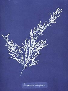 Sargassum Bacciferum Art Print - Sargassum Bacciferum. Cyanotype Photogram.