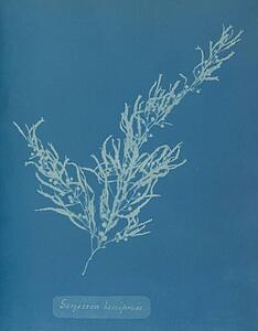 Sargassum Bacciferum Art Print - Sargassum Bacciferum. Cyanotype Photogram.
