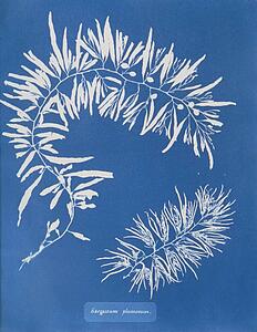 Sargassum Plumosum - Art Print Art Print - Sargassum Plumosum