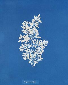 Sargassum Vulgare - Art Print Art Print - Sargassum Vulgare