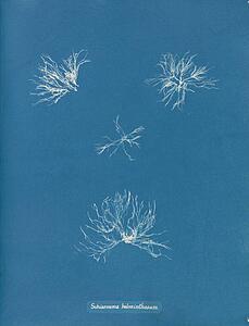 Schizonema Helminthosum Art Print - Schizonema Helminthosum