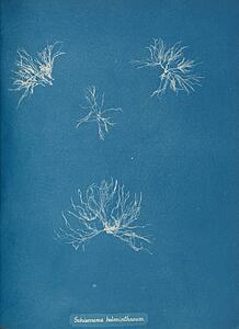 Schizonema Helminthosum Art Print - Schizonema Helminthosum