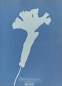 British Art Print - Scolopendrium Vulgare [Illeg. ], British