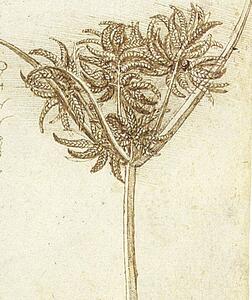 C 1510 Art Print - Sedge (C. 1510)