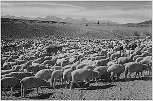 Sheep "flock In Owens Valley, 1941.".  Photographs Of National Parks And Monuments, Compiled 1941 - 1942, Documenting The Period Ca. 1933 - 1942. - Art Print Art Print - Sheep "flock In Owens Valley, 1941.".  Photographs Of National Parks And Monuments, Compiled 1941 - 1942, Documenting The Period Ca. 1933 - 1942.