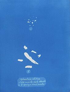 1 Art Print - Sphacelaria Velutina: 1. Tufts (Some Only Entirely) Detached; 2. [Tufts] Growing On Fucus Serratus