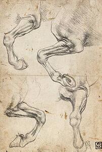 Studying Art Print - Studies Of Horse's Leg