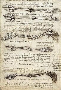 Showing Art Print - Studies Of The Arm Showing The Movements Made By Biceps, C. 1510