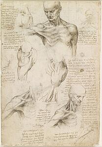 Anatomy Art Print - Superficial Anatomy Of The Shoulder And Neck (Recto)