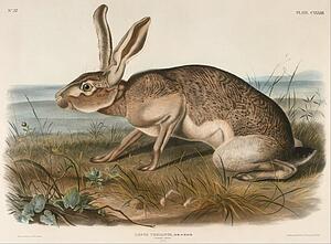 Art Print - Texian Hare (Lepus Texianus)