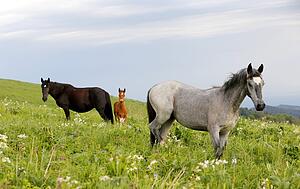 Green Field Art Print - Three Horses On A Field