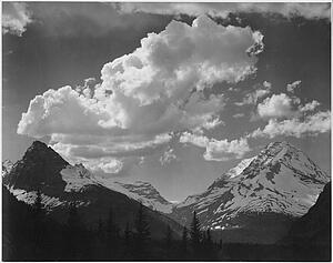 Pine Tree Art Print - Tops Of Pine Trees, Snow Covered, "in Glacier National Park, " Montana. Photographs Of National Parks And Monuments, Compiled 1941 - 1942, Documenting The Period Ca. 1933 - 1942.