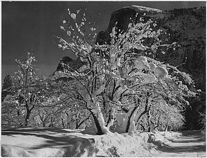 Apples Art Print - Trees With Snow On Branches, "half Dome, Apple Orchard, Yosemite, " California. April 1933. Photographs Of National Parks And Monuments, Compiled 1941 - 1942, Documenting The Period Ca. 1933 - 1942.