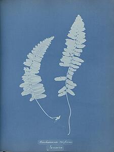 Trichomanes Crispum Jamaica Art Print - Trichomanes Crispum, Jamaica