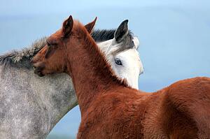 Equestrian Canvas Print - Two Horses In Love