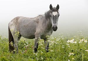 Meadow Canvas Print - White Horse In The Meadow