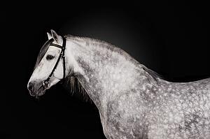 Poster Background Art Print - White Horse Portrait