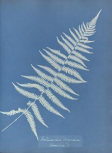 America Art Print - Woodwardia Virginica, America
